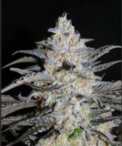 Buy Triangle Auto seeds