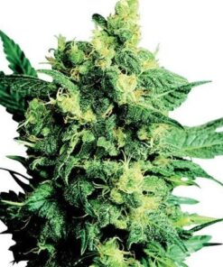 Buy Acapulco Gold Auto seeds online