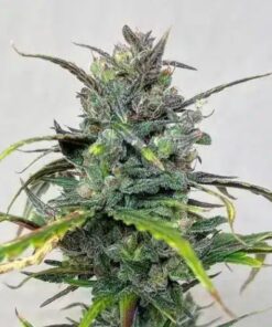 Buy Aces of Spades Auto (F) seeds online