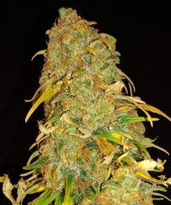 Buy Acapulco Gold Auto seeds discreetly