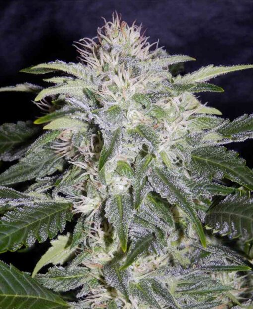 Buy 91 Grapes Auto seeds online