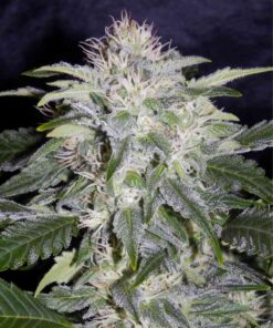 feminized autoflower strain