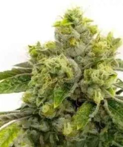 Buy Alien Otto Auto seeds