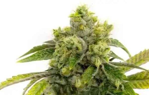 Buy Alien Otto Auto seeds